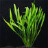 (3) Chain Sword Narrow Leaf Plants