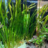 6 Plant Pack Jungle Vallisneria Americana Val Plants