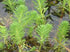 Parrot's Feather Myriophyllum Aquaticum