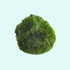 Marimo Moss Ball Aegagropila Linnaei