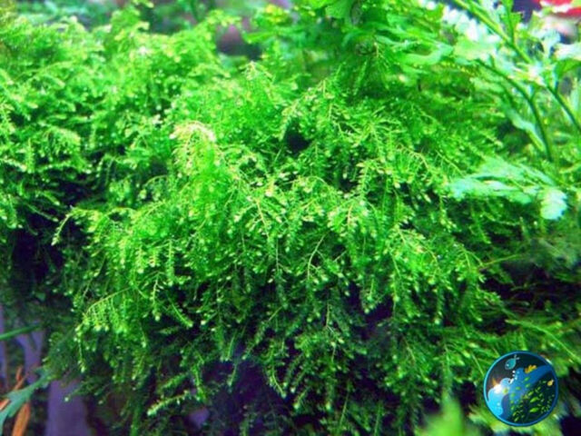 A hand showcasing Weeping Moss Vesicularia Ferriei for aquarium use