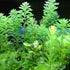 Parrot's Feather Myriophyllum Aquaticum