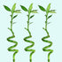 Lucky Bamboo Plant (Dracaena Sanderiana)