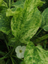 Marble Queen Sword (Echinodorus Cordifolius)