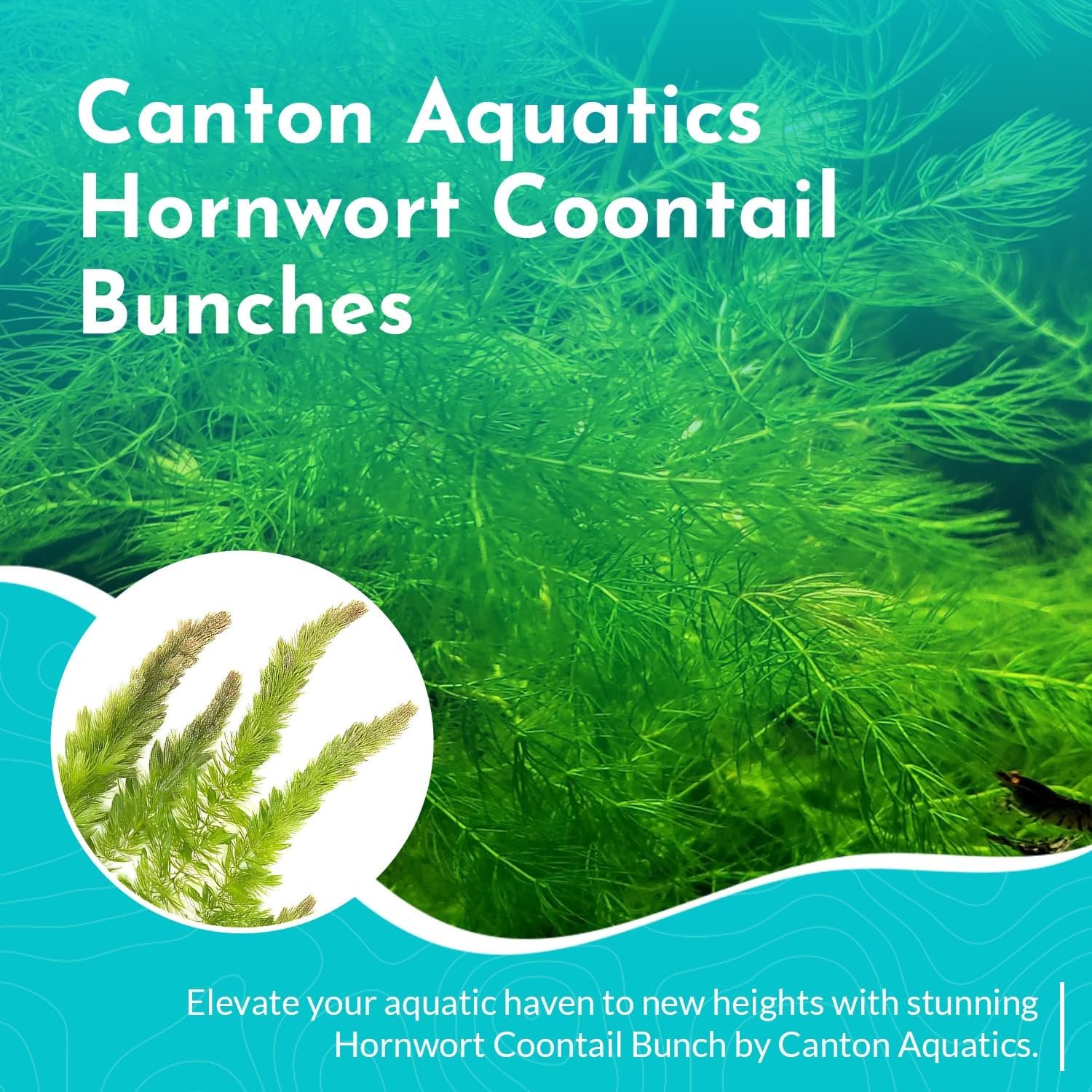 6 Hornwort Coontail Bunches