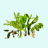 Live Aquarium Plants Essential Bundle - 4 Plants