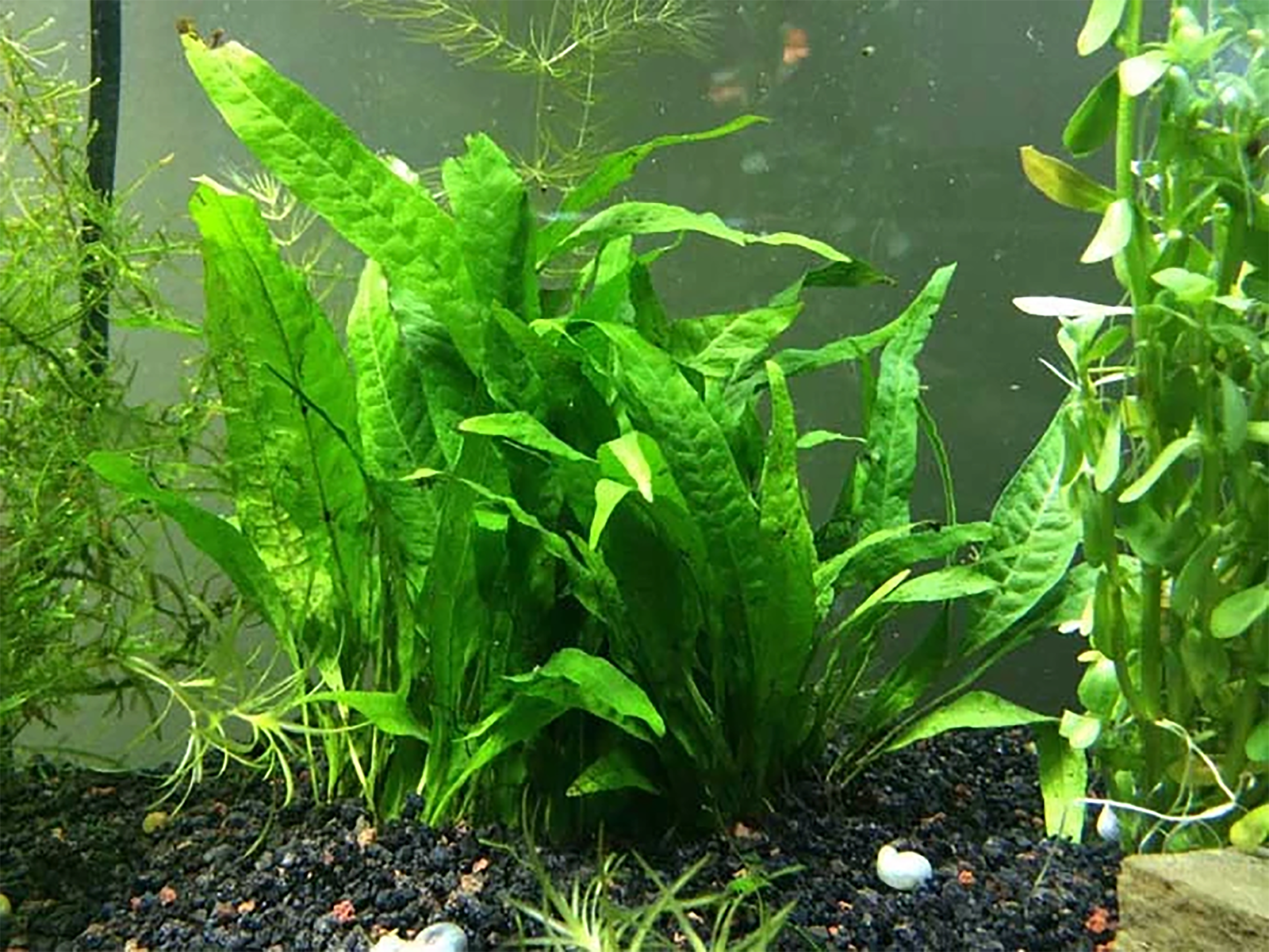 Java Fern Microsorum