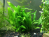 Java Fern Microsorum Pteropus