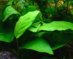 Anubias Barteri Bare Root