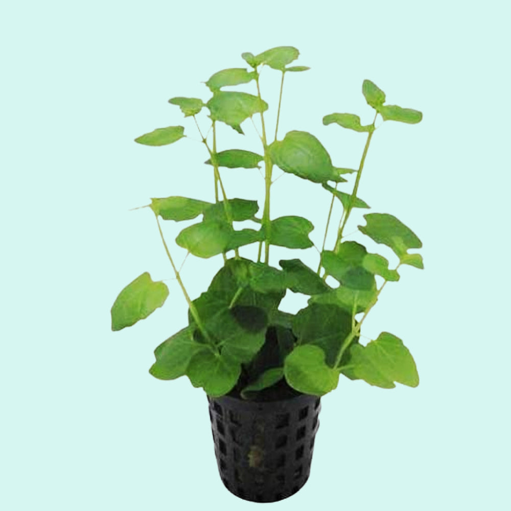 Mint Charlie (Micromeria Brownei)