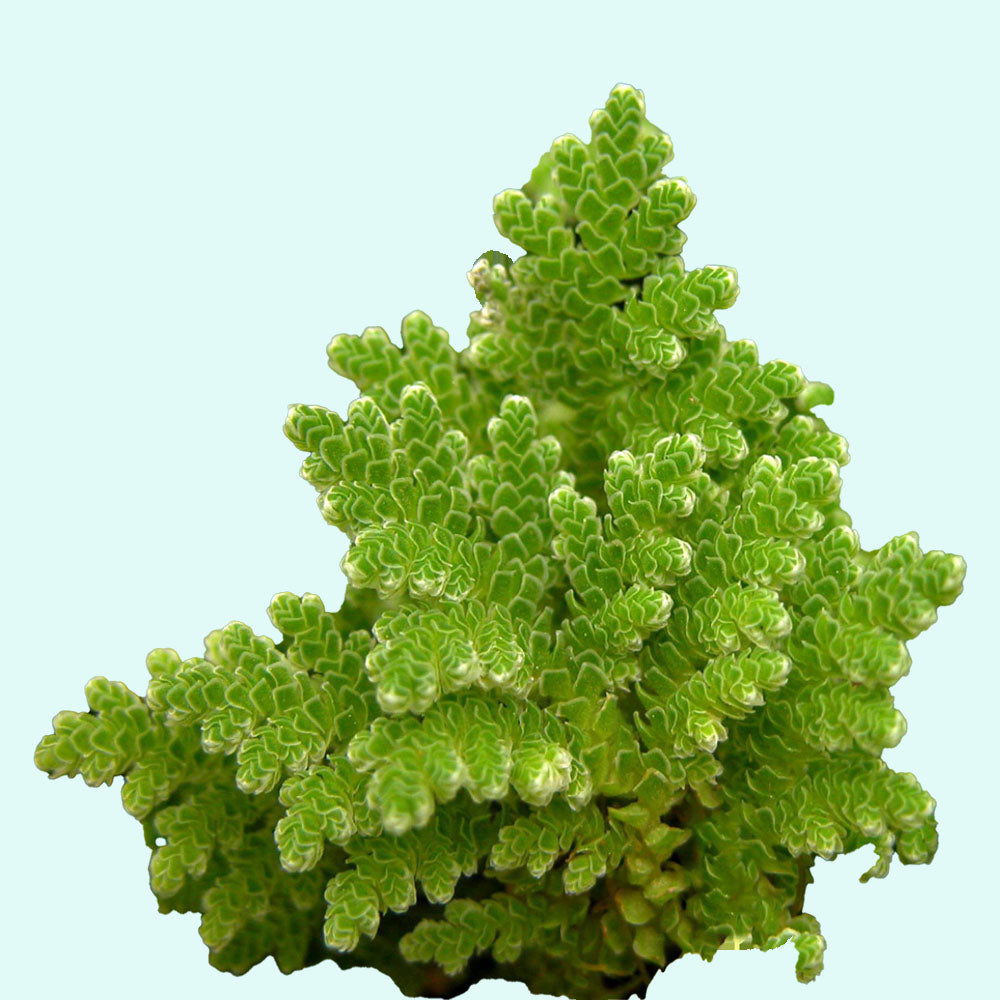 Azolla Filiculoides 