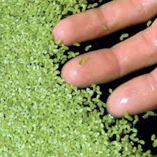 Duckweed (Lemma Minor)