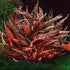 Cryptocoryne Crypt Wendtii Red 2" Pot