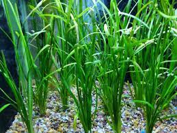 Dwarf Sagittaria (Subulata)