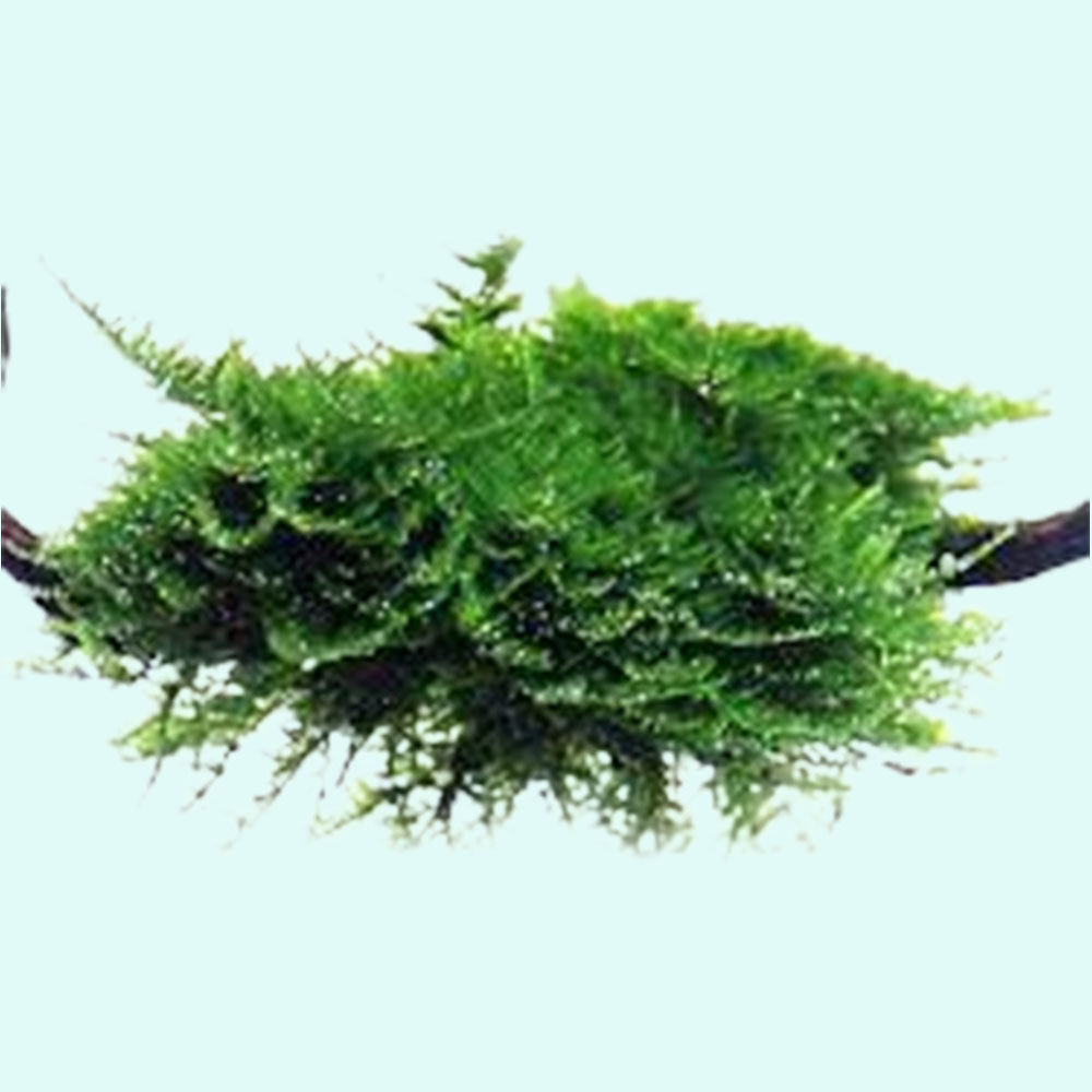 Christmas Moss 