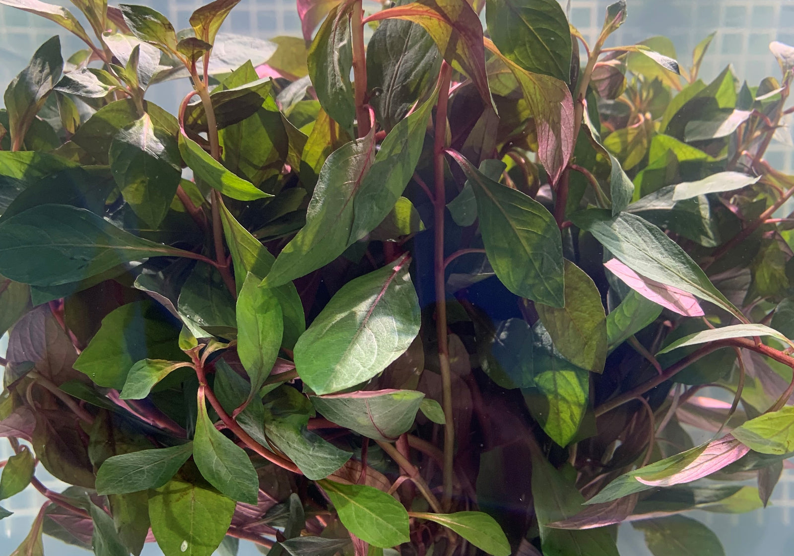 Ludwigia Repens Super Red Mini 2