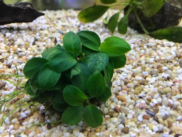 Anubias Barteri (Nana Petite)