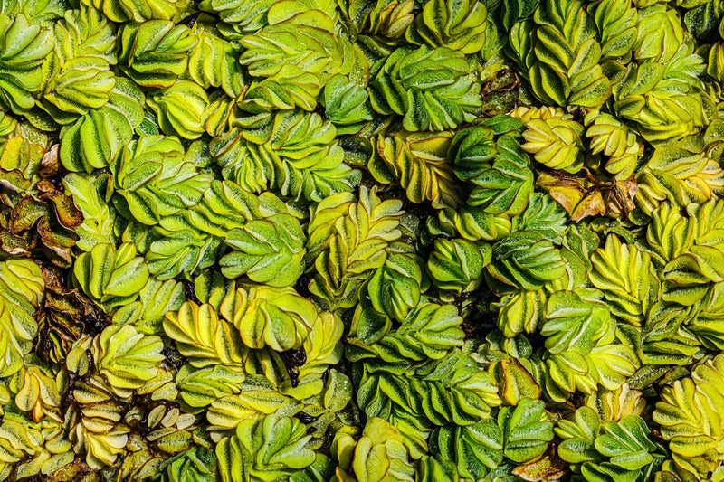 Salvinia Floating Plants