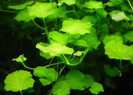 Cardamine Lyrata (Chinese Ivy )