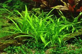 Dwarf Sagittaria (Subulata)