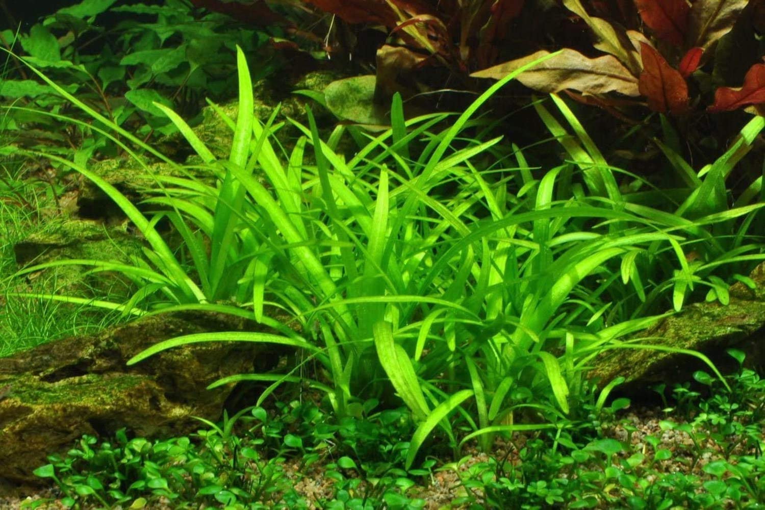 Dwarf Sagittaria Subulata