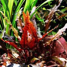 Cryptocoryne Wendtii Red