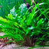 Cryptocoryne Crypt Lutea