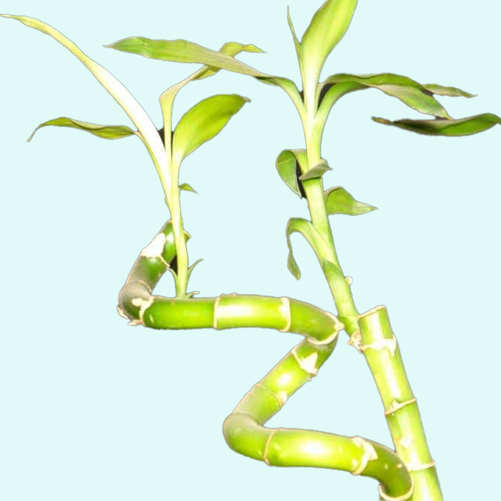 Lucky Bamboo Plant (Dracaena Sanderiana)