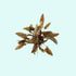 Cryptocoryne Wendtii Brown Bare Root