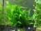 Java Fern Mat (Microsorum Pteropus) on Mat