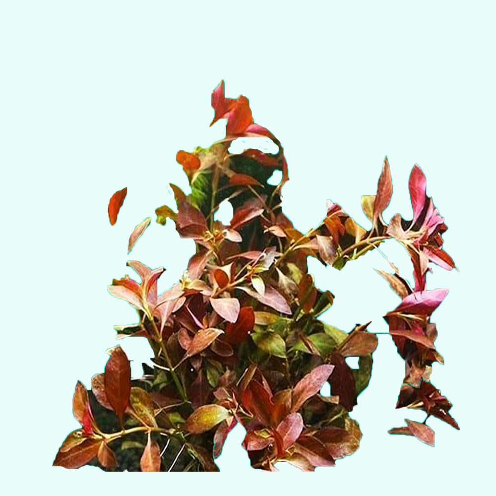 Ludwigia Repens (Dark Red)