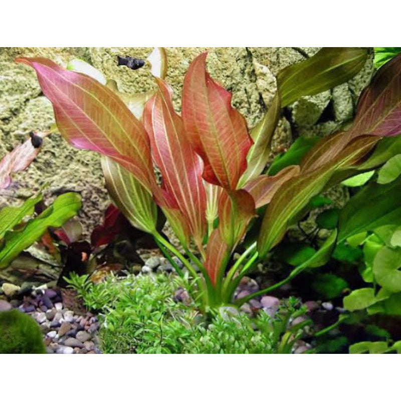 Amazon Sword Echinodorus Red Rubin In Pot