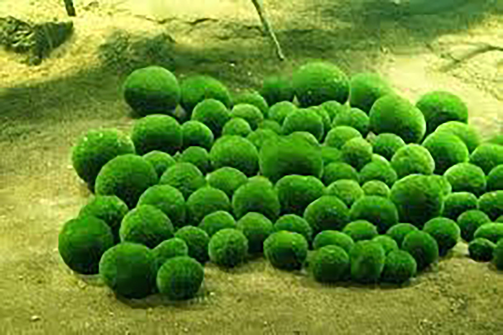 Marimo Moss Ball Aegagropila Linnaei