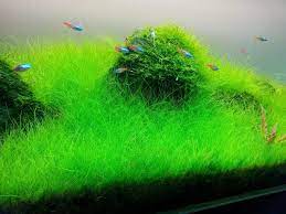 Dwarf Hairgrass Clump Eleocharis Parvula