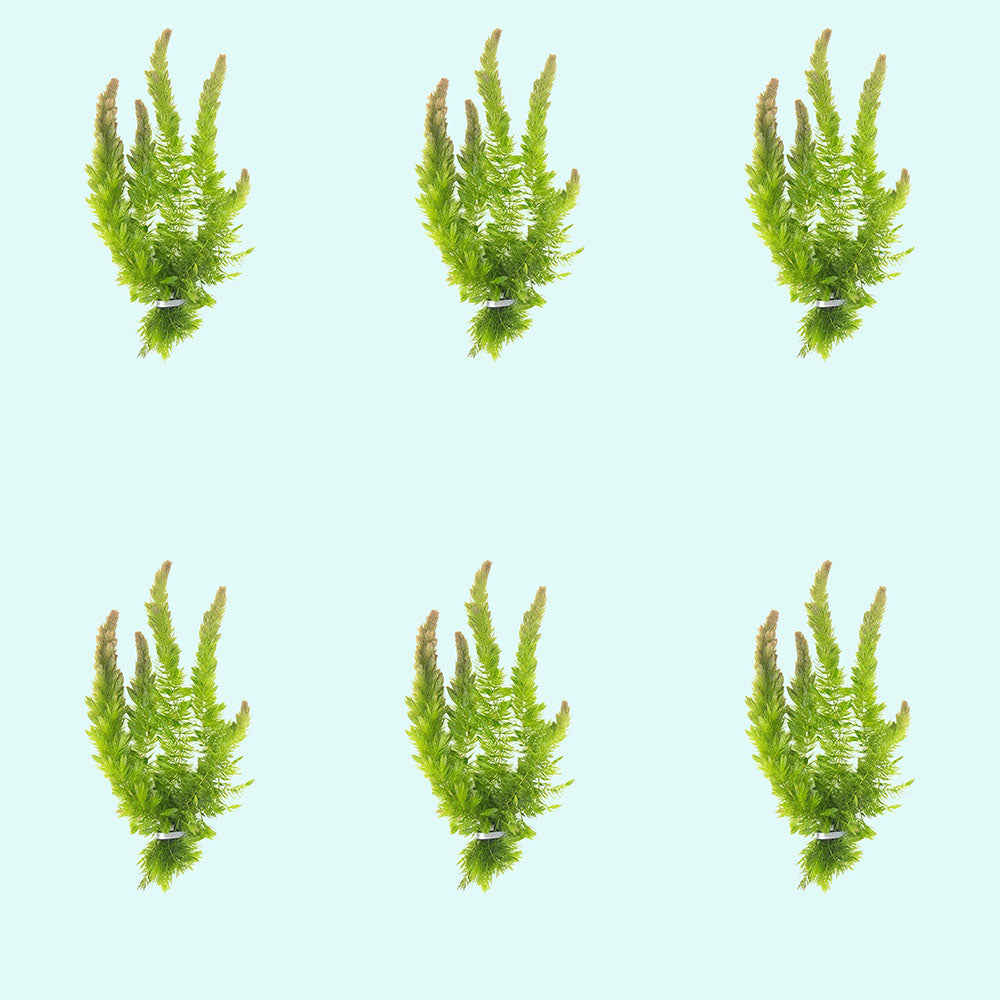 6 Hornwort Coontail Bunches