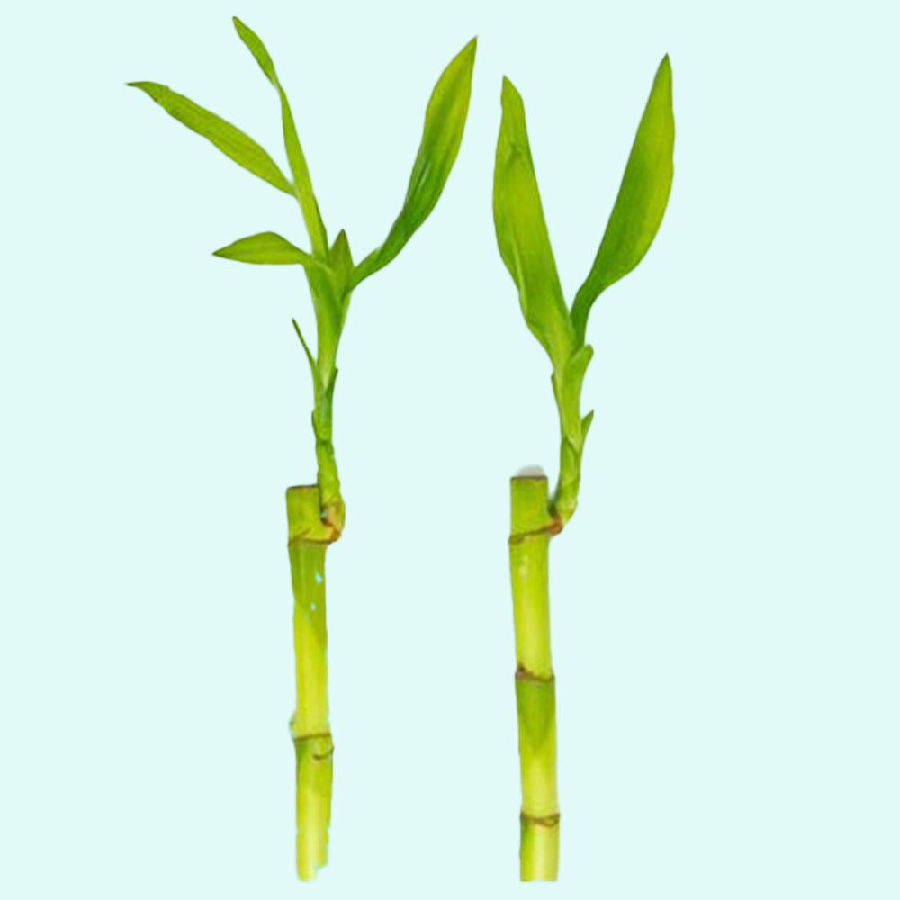 Lucky Bamboo Plant (Dracaena Sanderiana)