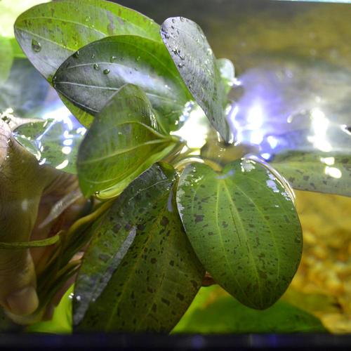 Amazon Sword Echinodorus 