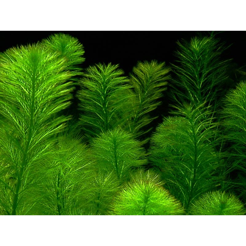 Parrot's Feather Myriophyllum Aquaticum