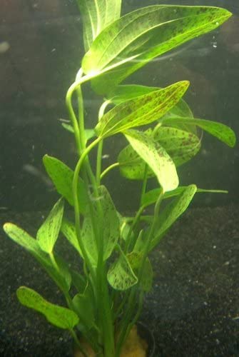 Amazon Sword Echinodorus 