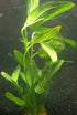 Amazon Sword Echinodorus "Green Ozelot"