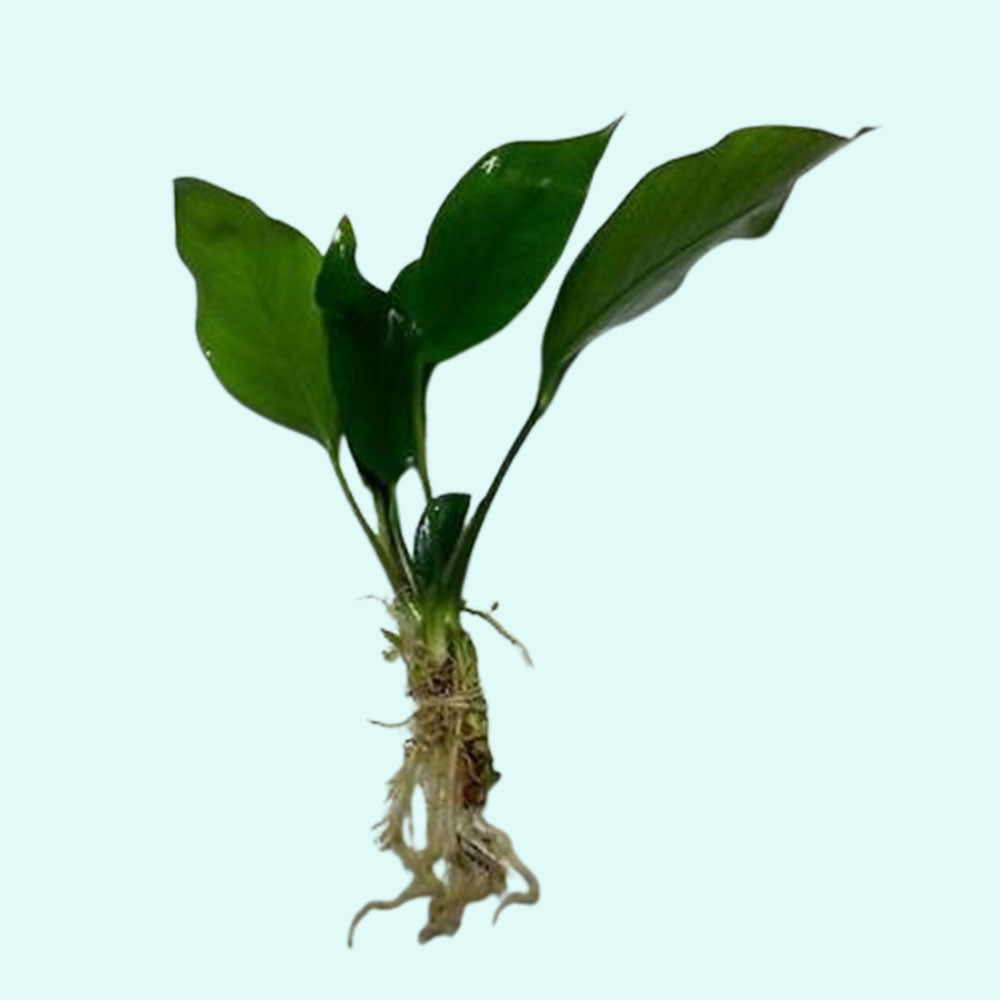 Anubias Nangi Bare Root