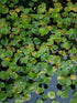 Frogbit (Limnobium Spongia)