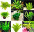 Premium Assorted Green Plant Pack - 6 Live Aquarium Plants