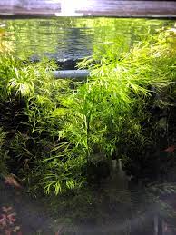 Water Sprite (Indian Fern) 2 Inch Pot