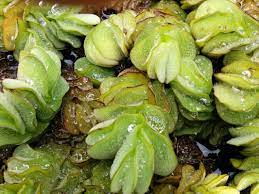 Salvinia Floating Plants