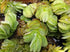 Salvinia Floating Plants