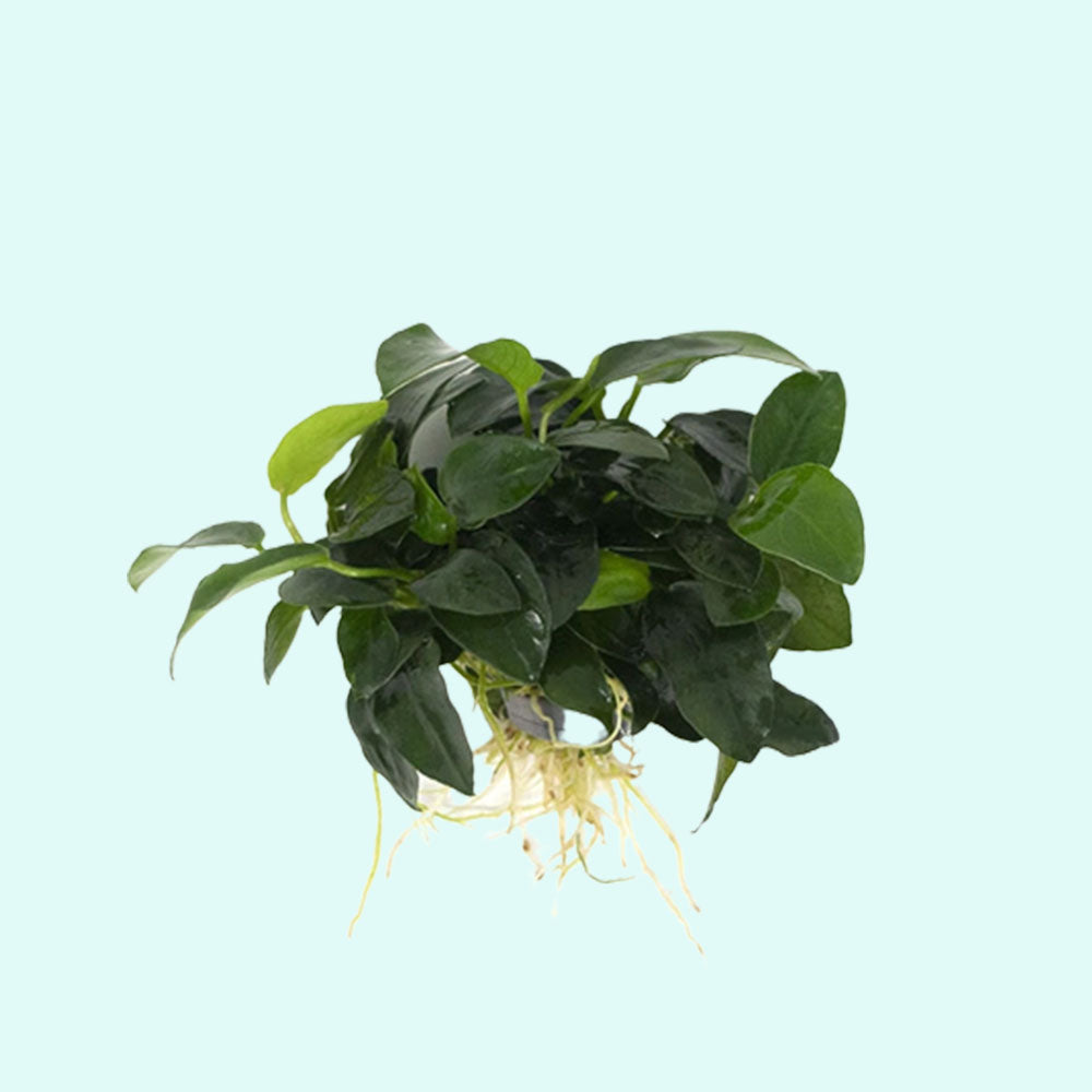 Anubias Barteri (Nana Petite)