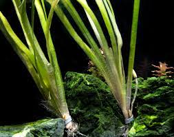 6 Plant Pack Jungle Vallisneria Americana Val Plants