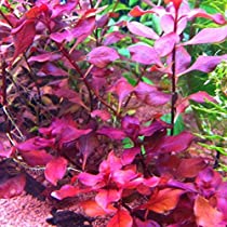 Ludwigia Repens Super Red Mini 2