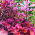 Ludwigia Repens Super Red Mini 2"Pot